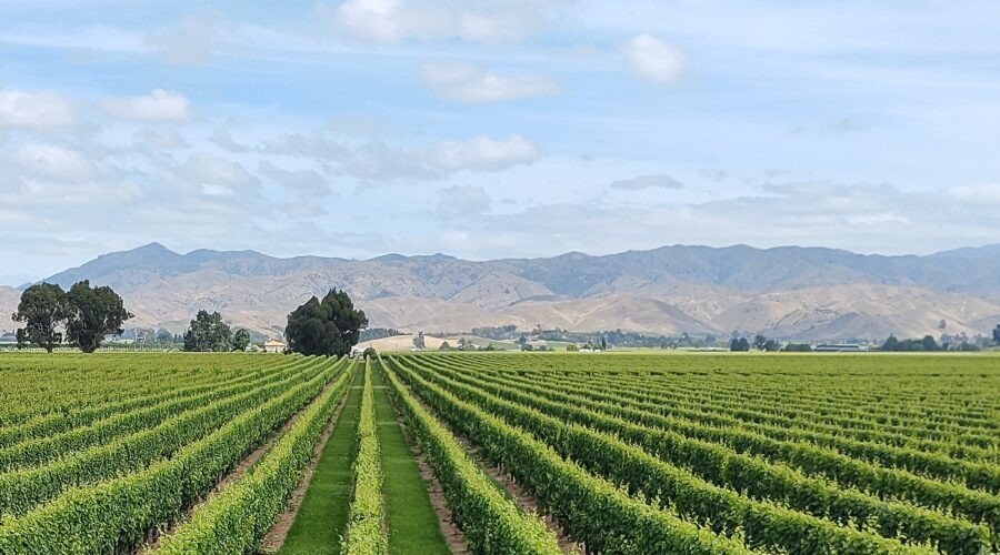 The South Island has entered the party!